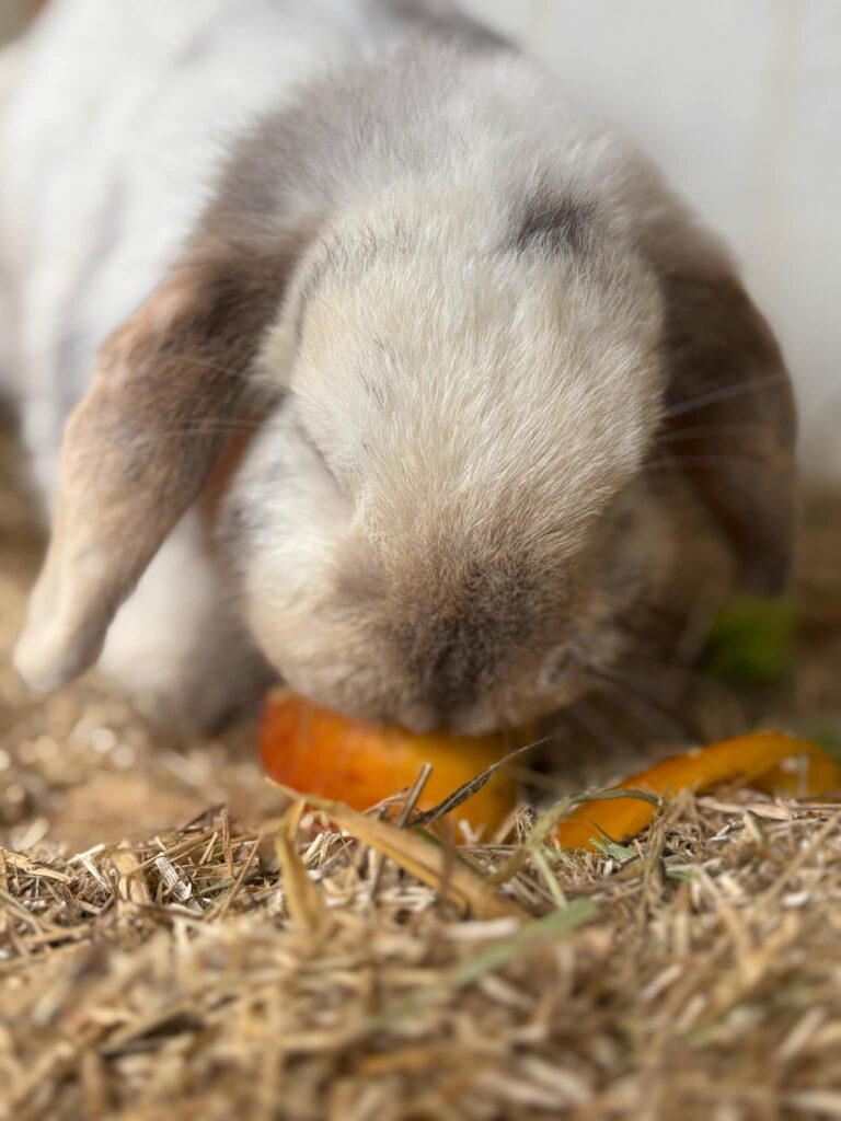 Lapin Minilop accompagnement assisté par les animaux à Orchies