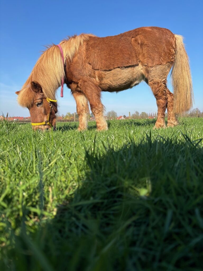 Poney pour médiation animale