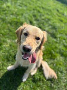 Chien pour médiation animale prés de Lille
