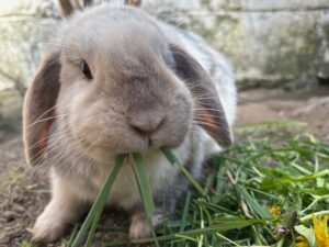 Lapin Minilop accompagnement assisté par les animaux