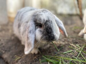 Lapin Minilop accompagnement assisté par les animaux