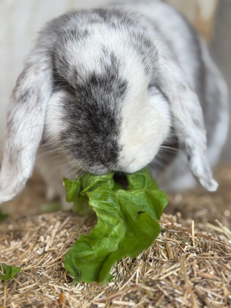 Lapin Minilop accompagnement assisté par les animaux