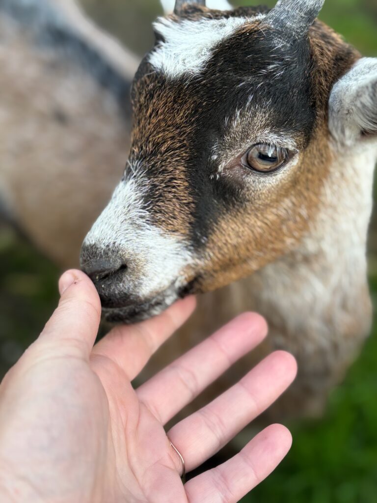 Chèvre de médiation animale à Lille