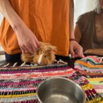 Cochon d'inde en médiation animale