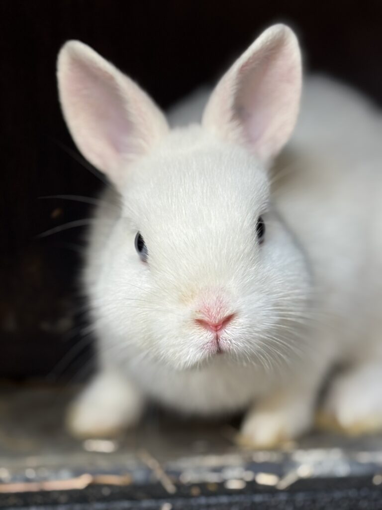 Lapin de médiation animale