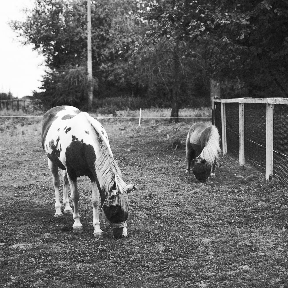 Association spécialisée en Médiation animale 