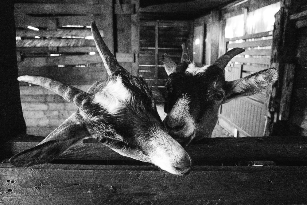 Association spécialisée en Médiation animale 