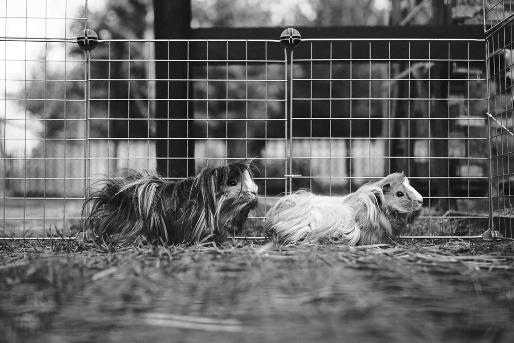 Association spécialisée en Médiation animale 