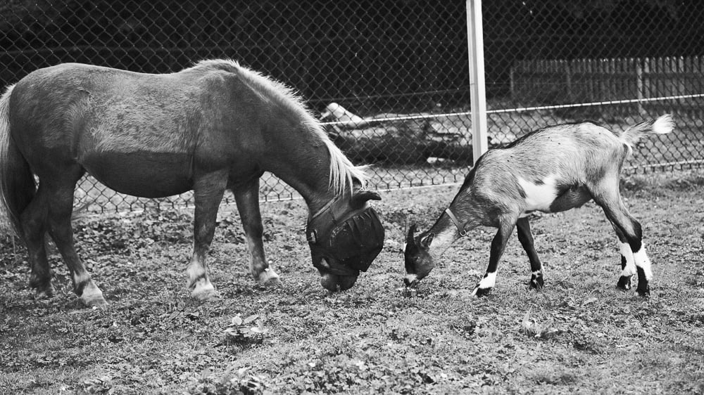 Association spécialisée en Médiation animale 