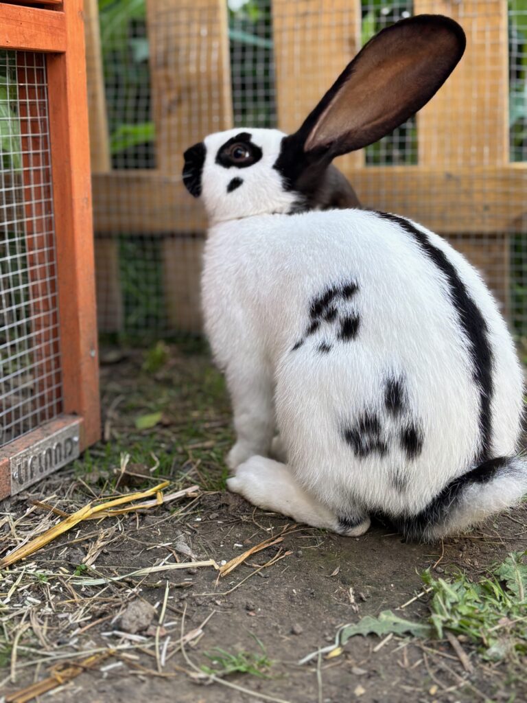 Lapin pour la médiation animale