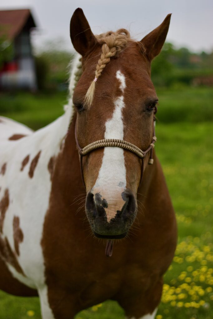 Cheval de médiation animale