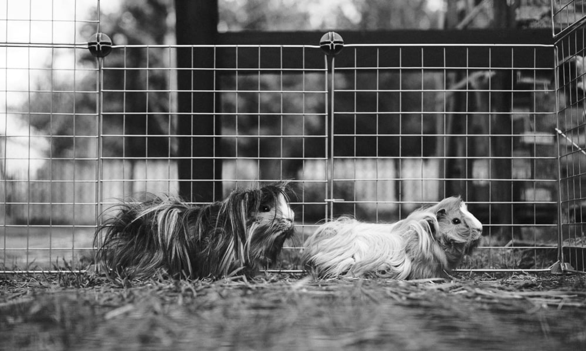 Association spécialisée en Médiation animale