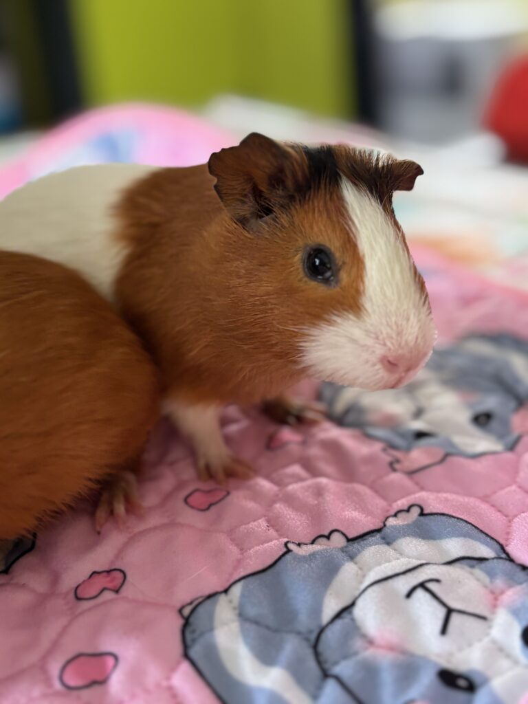 Simon cochon d'inde de Médiation animal