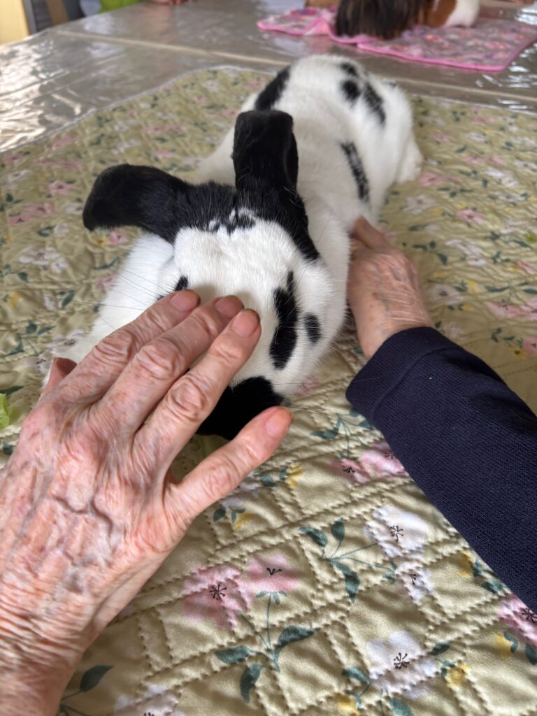 Médiation animal en Ehpad