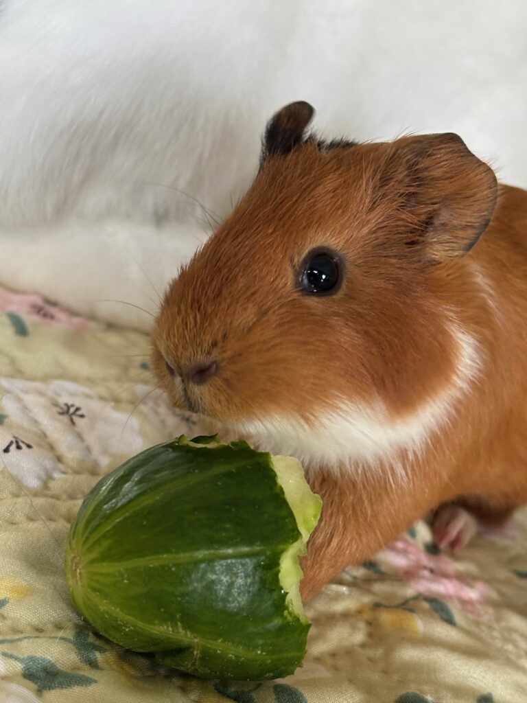 Pirate cochon d'inde de Médiation animal