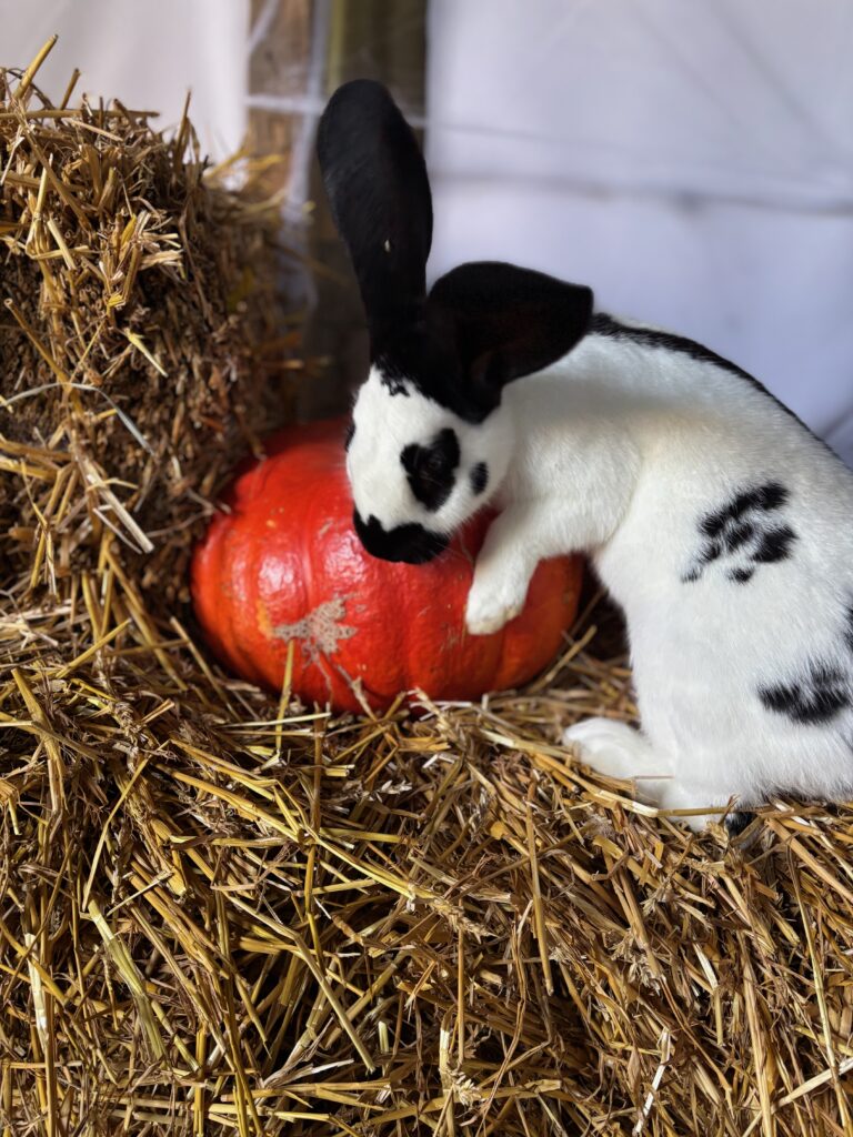 Halloween à la ferme Museaux et Sabots