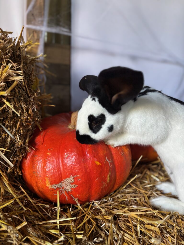 Halloween à la ferme Museaux et Sabots