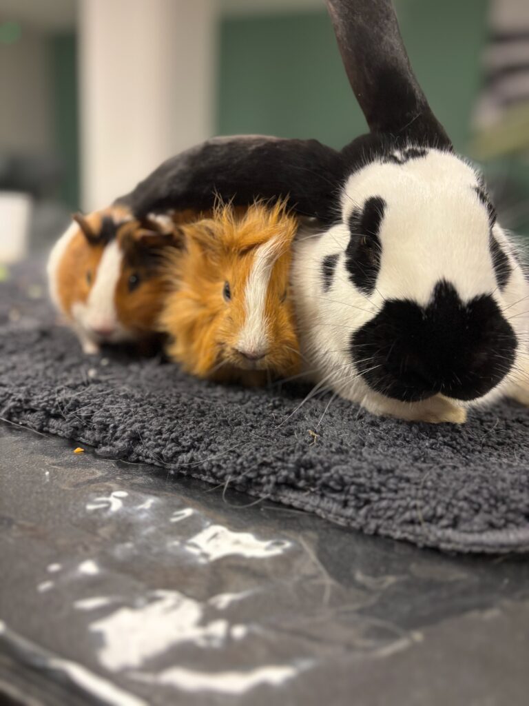 Médiation animal en Ehpad