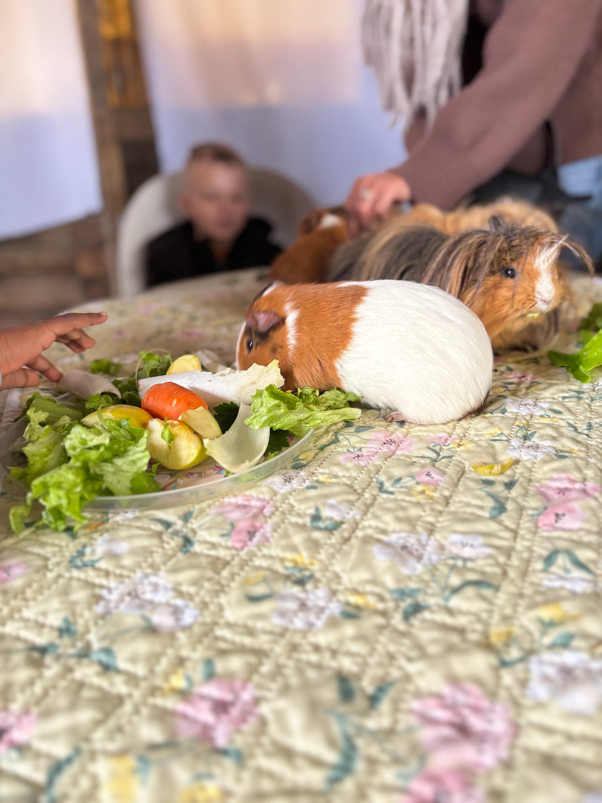 Visite à la ferme pour les jeunes de l’IME de Douai-Dorignies : médiation animale, ateliers sensoriels et découverte des animaux avec Museaux et Sabots.