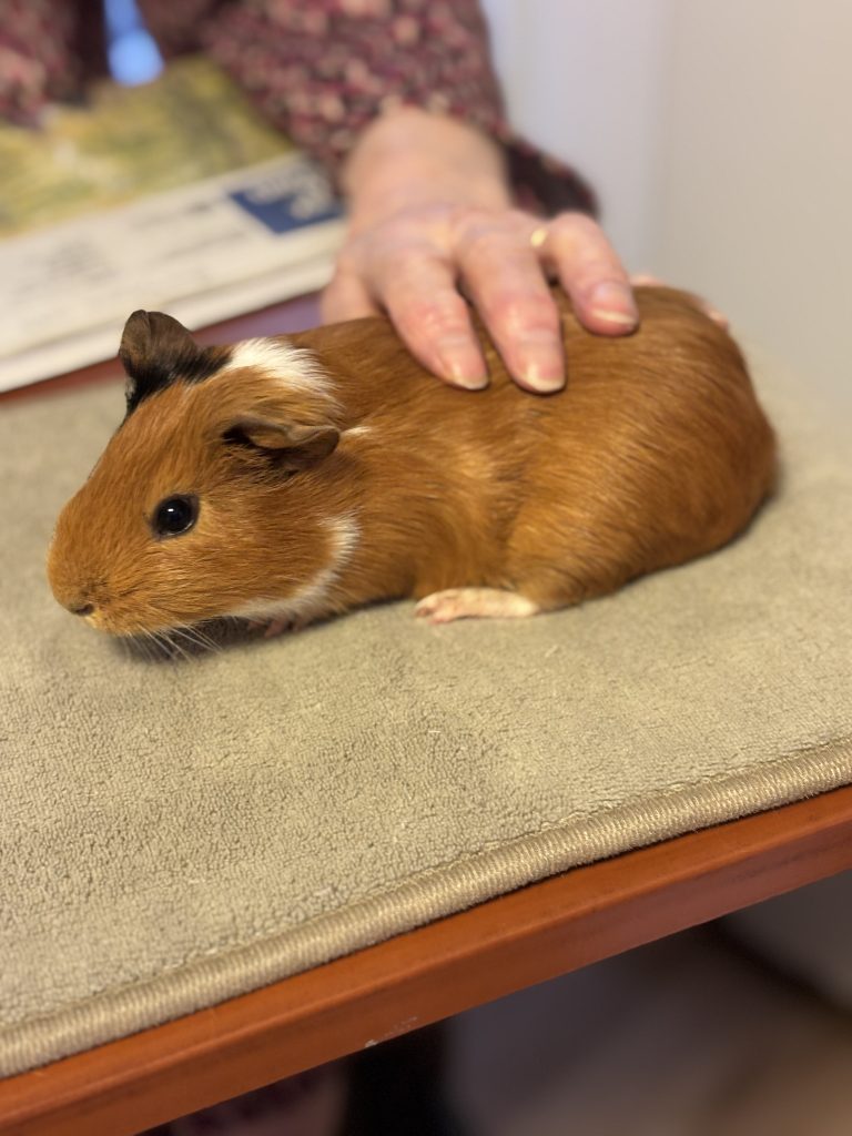 médiation animale EHPAD Armentières