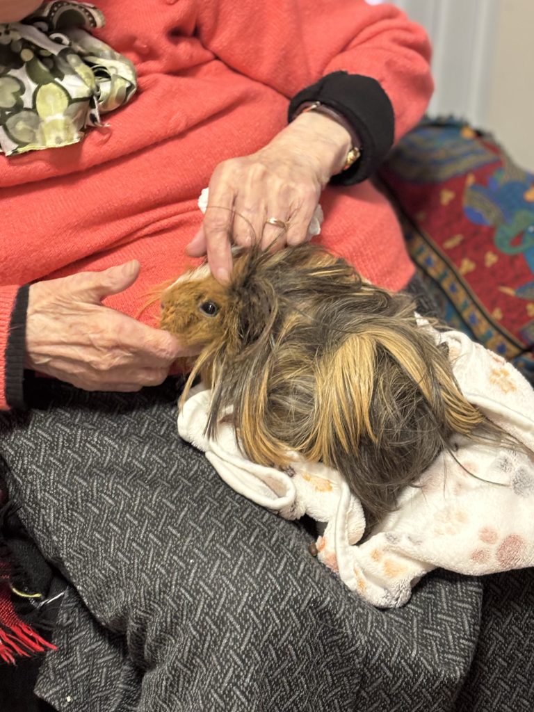 médiation animale EHPAD Armentières