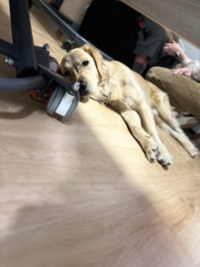 médiation animale EHPAD Armentières