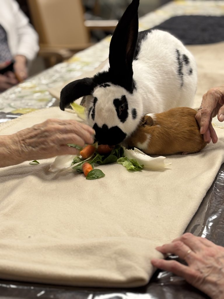 médiation animale EHPAD Armentières