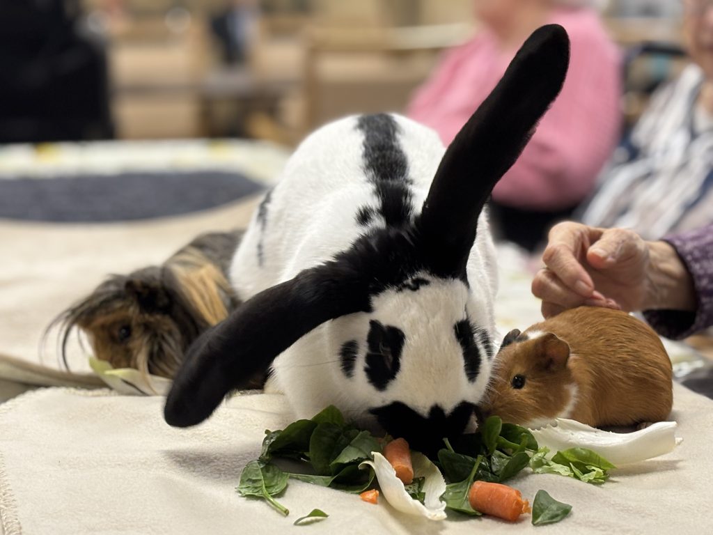 médiation animale EHPAD Armentières