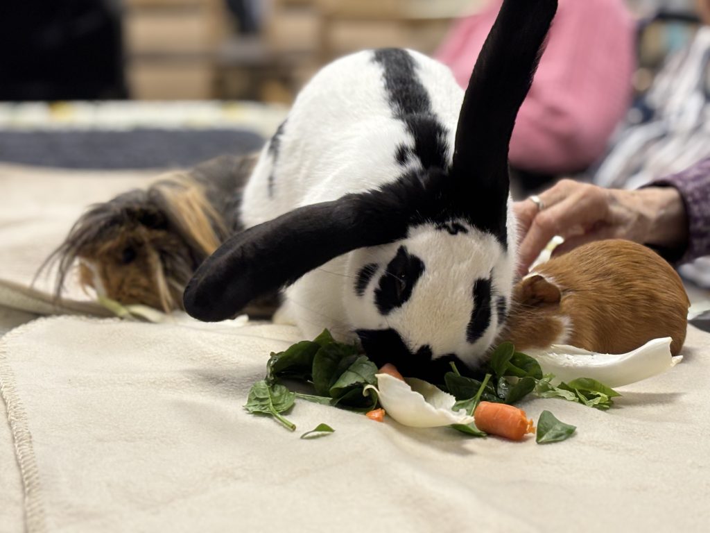 médiation animale EHPAD Armentières