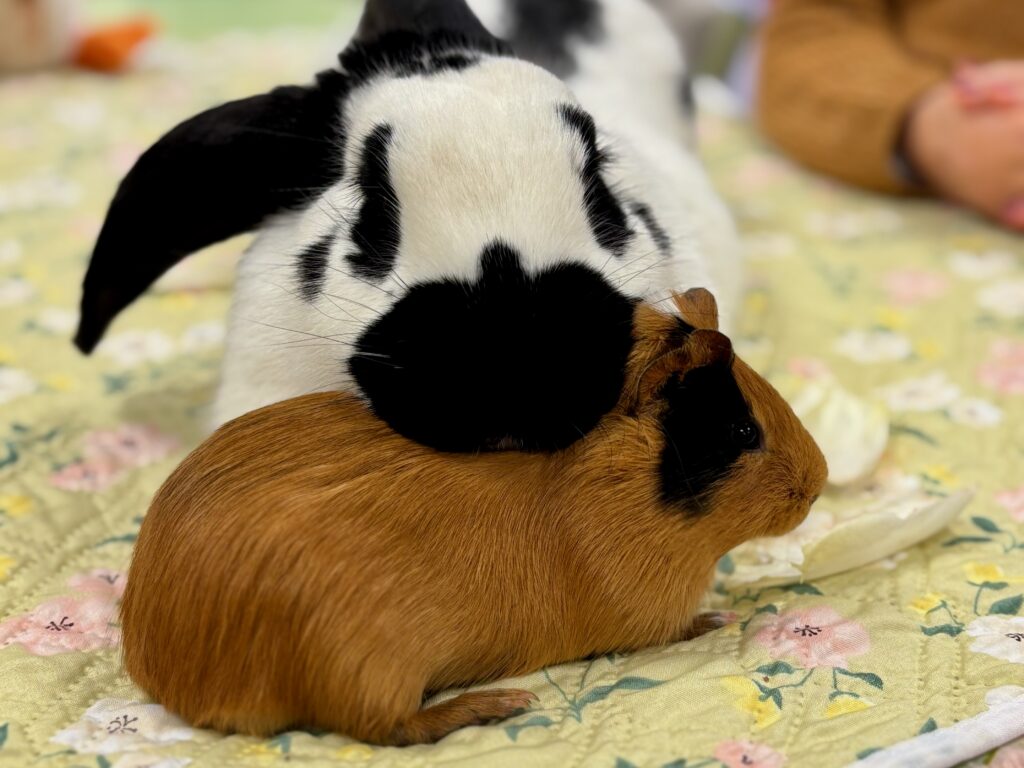 Moment d’apaisement émotionnel lors d’une séance de médiation animale