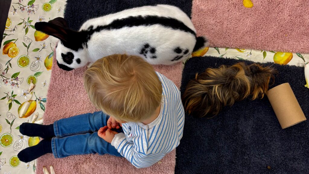 Médiation animale et gestion des émotions grâce au contact avec l’animal