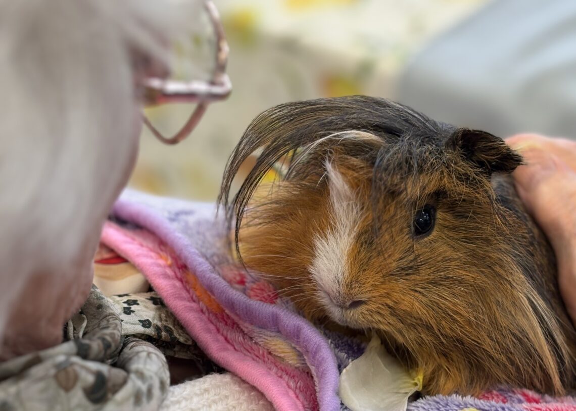 Médiation animale en EHPAD : résident caressant un animal médiateur lors d’une séance de bien-être
