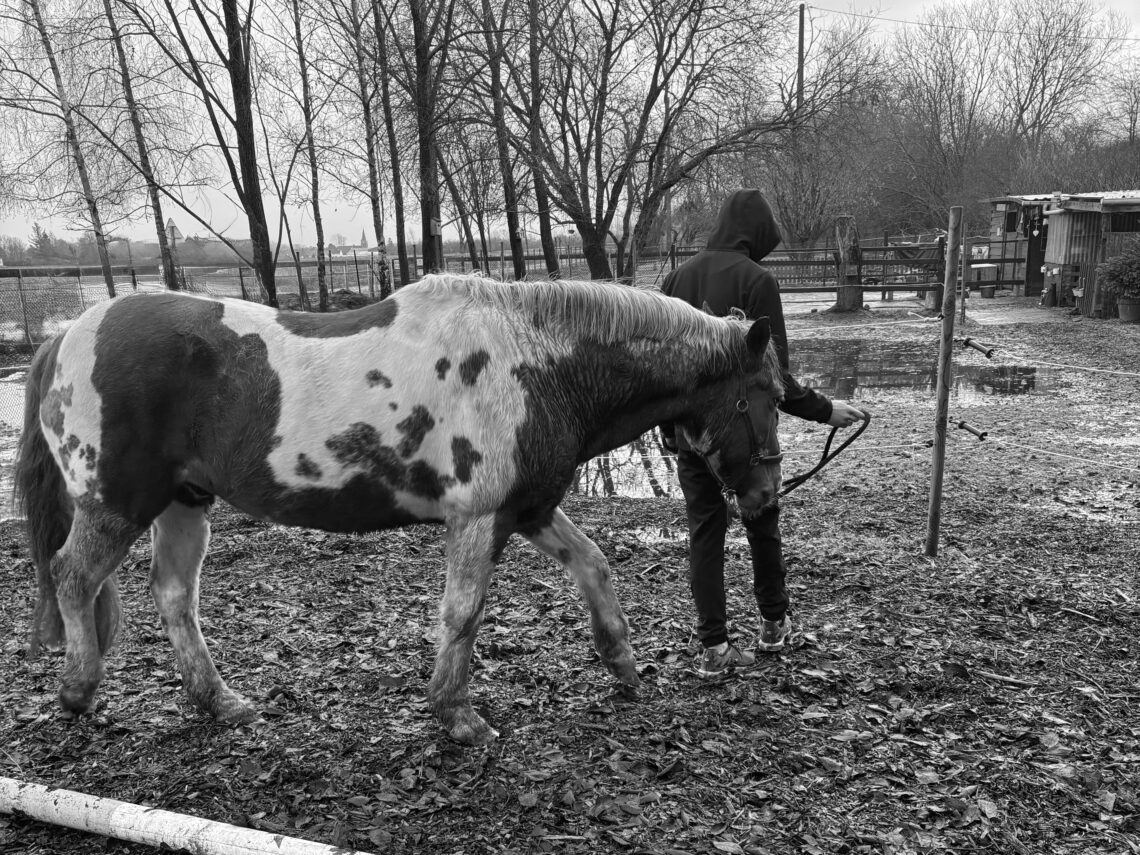 Atelier de médiation animale avec des adolescents travaillant la respiration auprès d’un poney