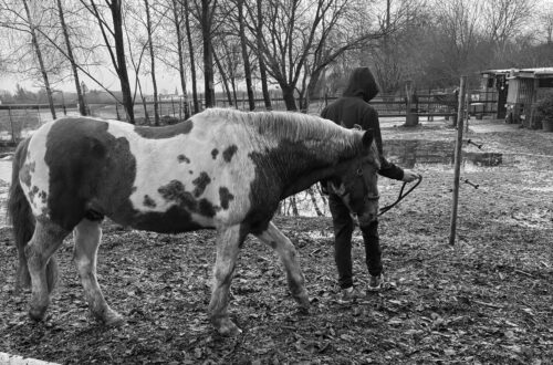 Atelier de médiation animale avec des adolescents travaillant la respiration auprès d’un poney