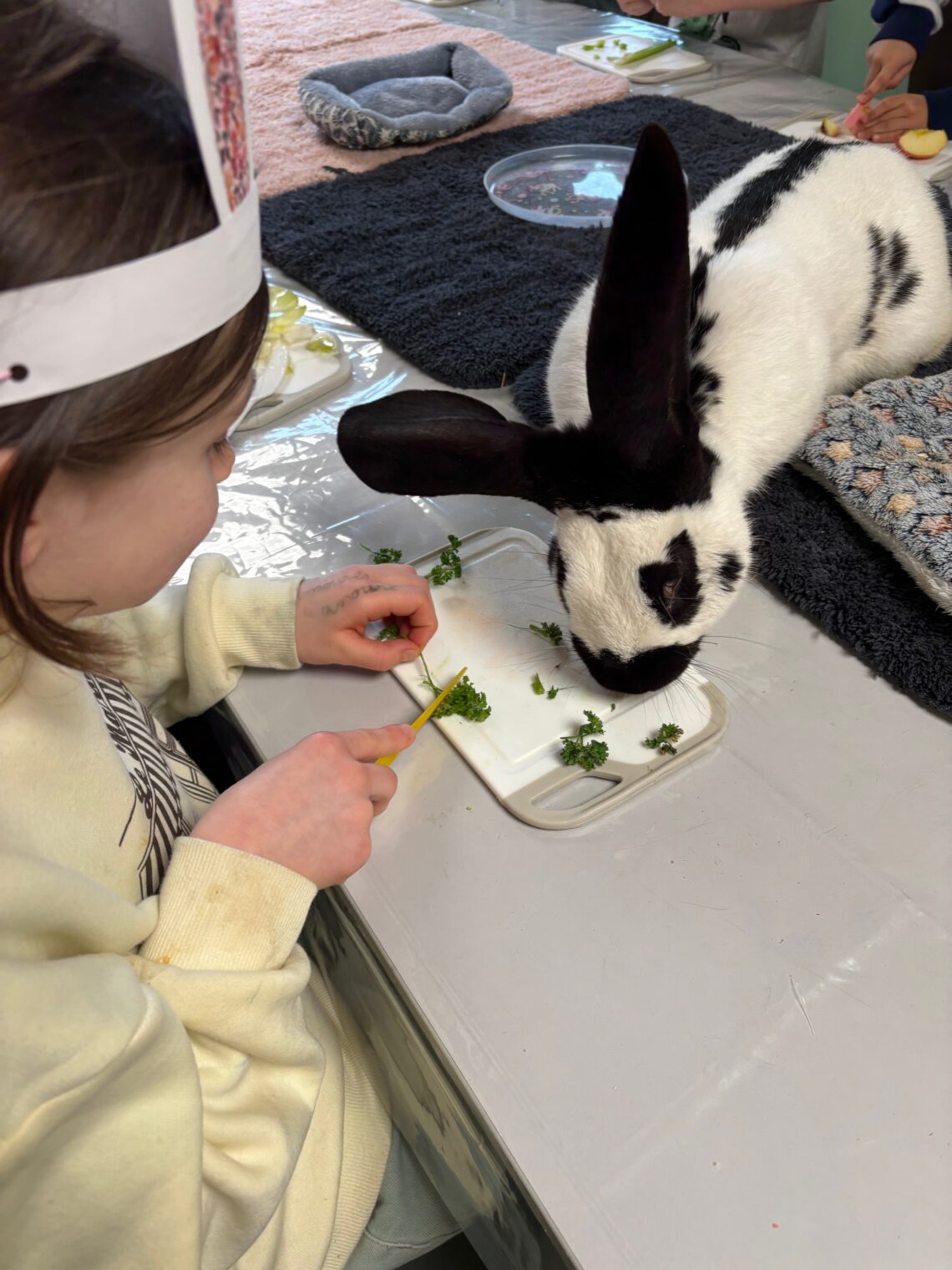 Enfants participant à une séance de médiation animale avec un lapin et des cochons d’Inde lors d’un projet citoyen organisé par des étudiants dans le Haut de France