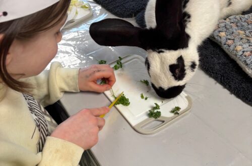 Enfants participant à une séance de médiation animale avec un lapin et des cochons d’Inde lors d’un projet citoyen organisé par des étudiants dans le Haut de France
