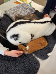 Un enfant caresse doucement un animal pendant une séance de médiation animale organisée pour créer un moment de bien-être et d’évasion dans les Haut de France