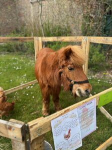 Ferme pédagogique itinérante Poney