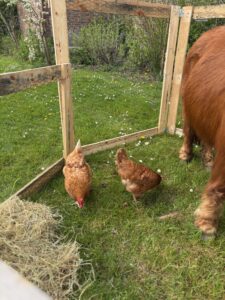 Ferme pédagogique itinérante Poule