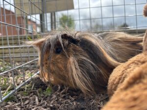 Ferme pédagogique itinérante cochochon d'inde