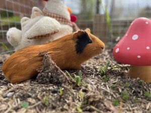 Ferme pédagogique itinérante animaux