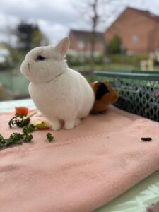 Ferme pédagogique itinérante et d'animation lapin de Pâques