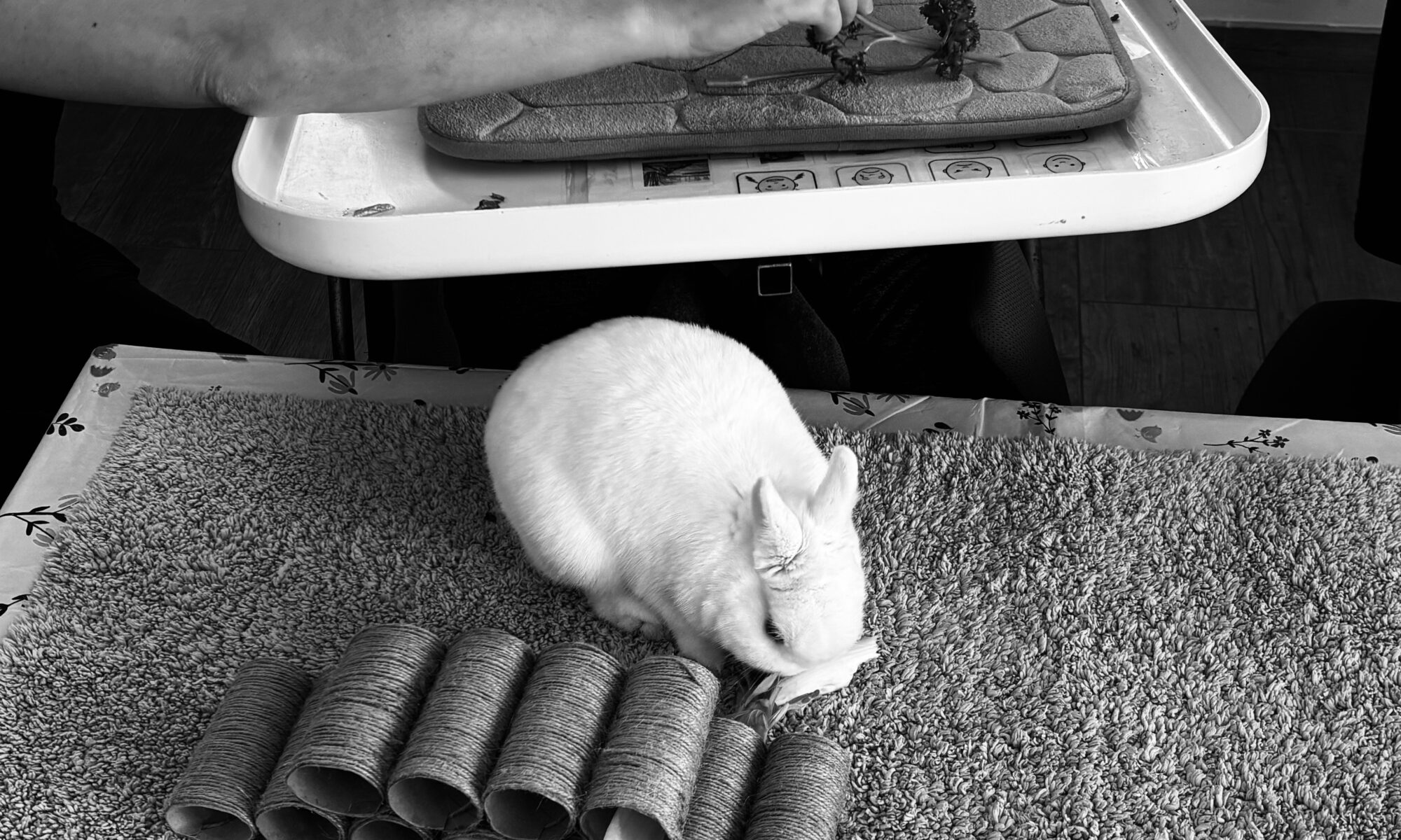 Interaction entre une personne en situation d'handicap et un lapin en médiation animale