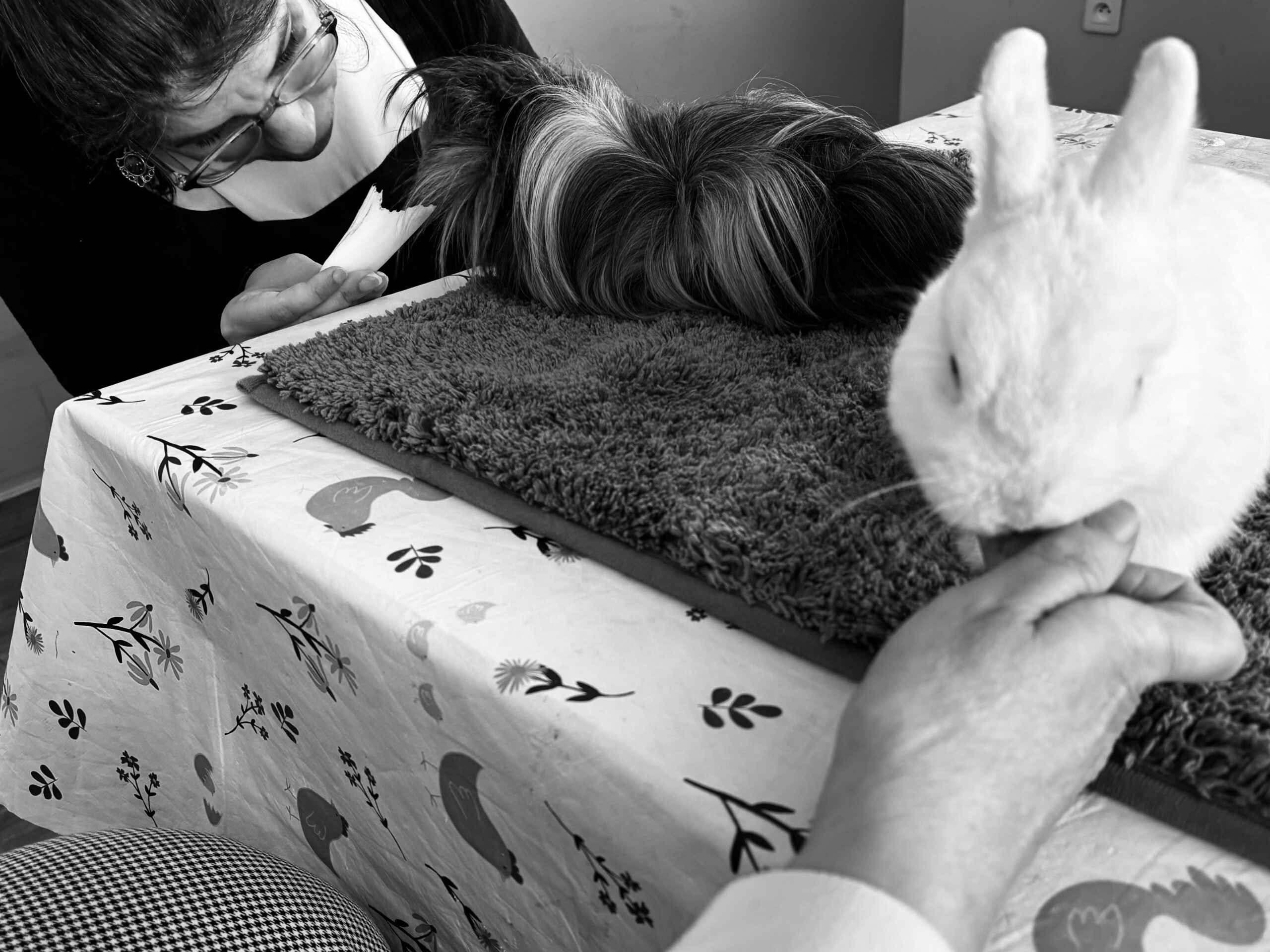 Résident nourrissant un animal lors d’une séance de médiation animale à la MAS de Baisieux