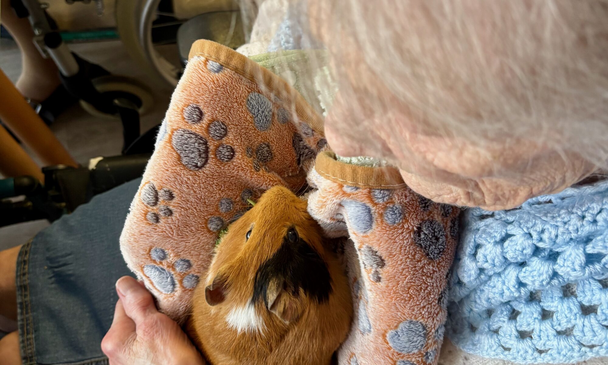 Séance de médiation animale en EHPAD dans le Nord Personne âgée en interaction avec un chien médiateur Atelier médiation animale pour personnes âgées à Lille Résidente avec cochon d’Inde en EHPAD