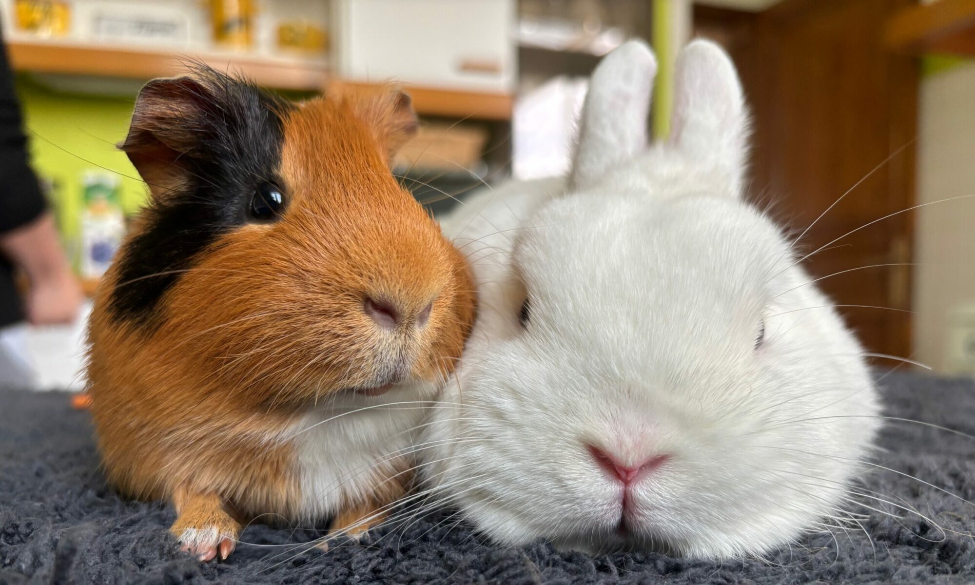 Lapin et cochon d'inde pour la médiation animale à Lille