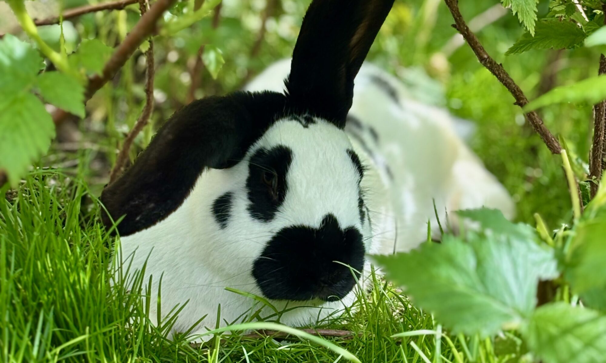 Lapin en Médiation animale en Ehpad à Douai