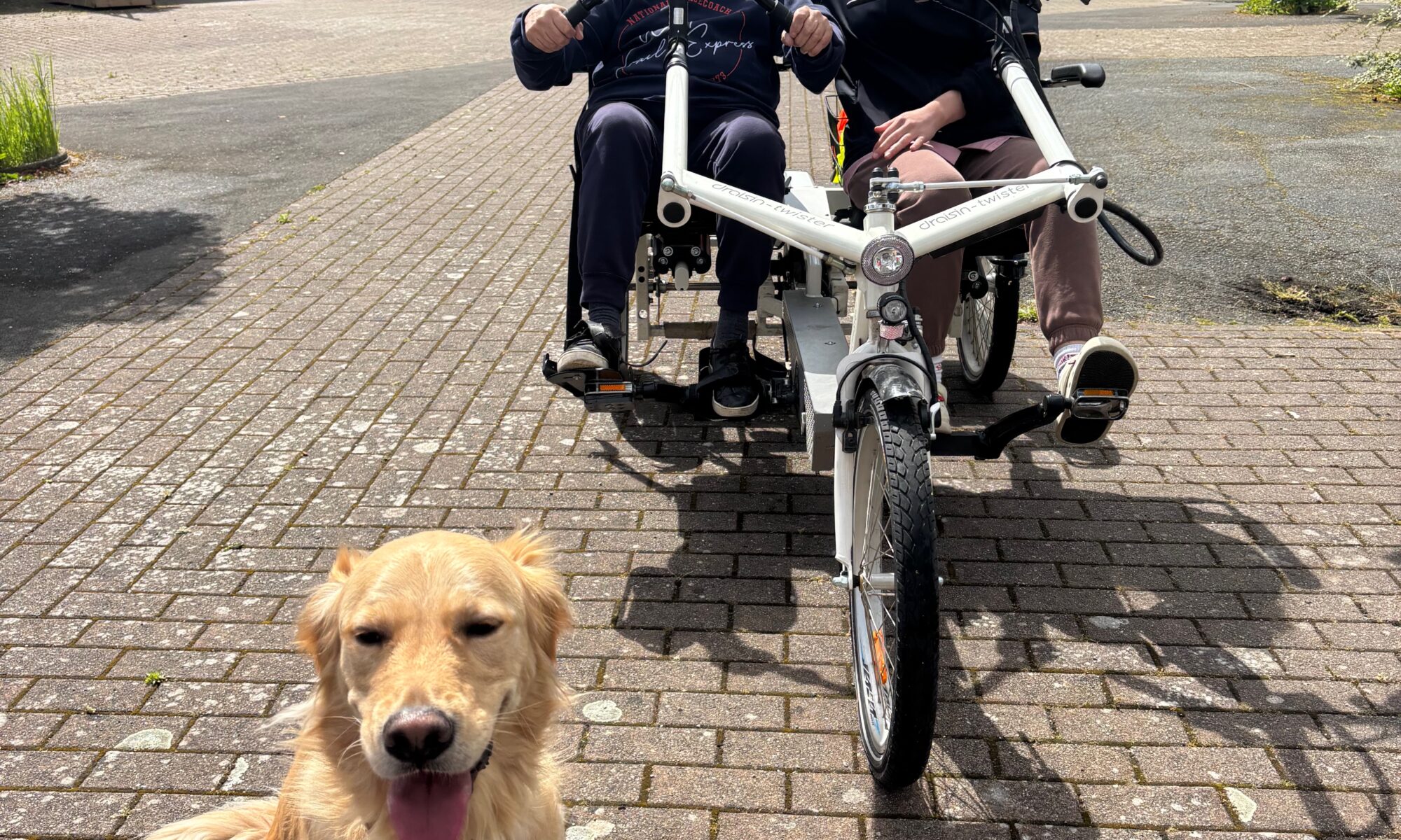 Médiation animale lors de l’événement Mai à Vélo à la MAS de Baisieux près de Lille avec lapins, cochons d’Inde et Golden Retriever